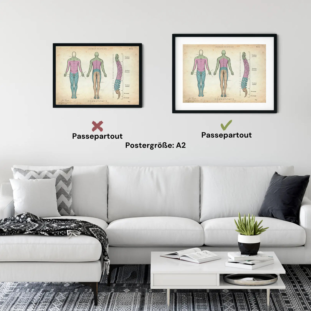 Dermatome - Animus Medicus GmbH