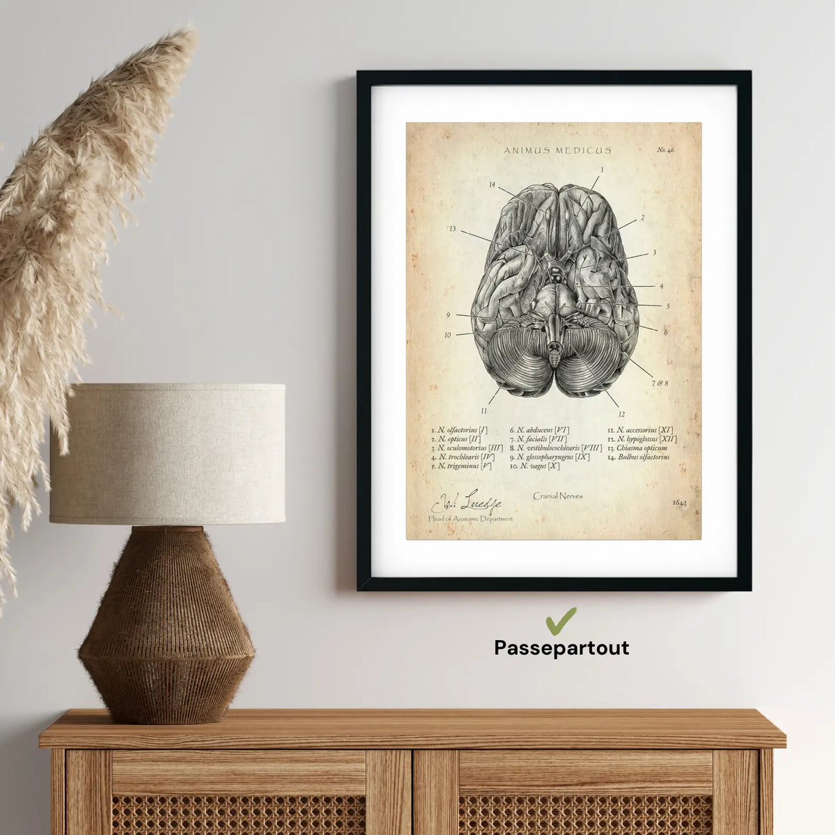 Die 12 Hirnnerven - Animus Medicus GmbH