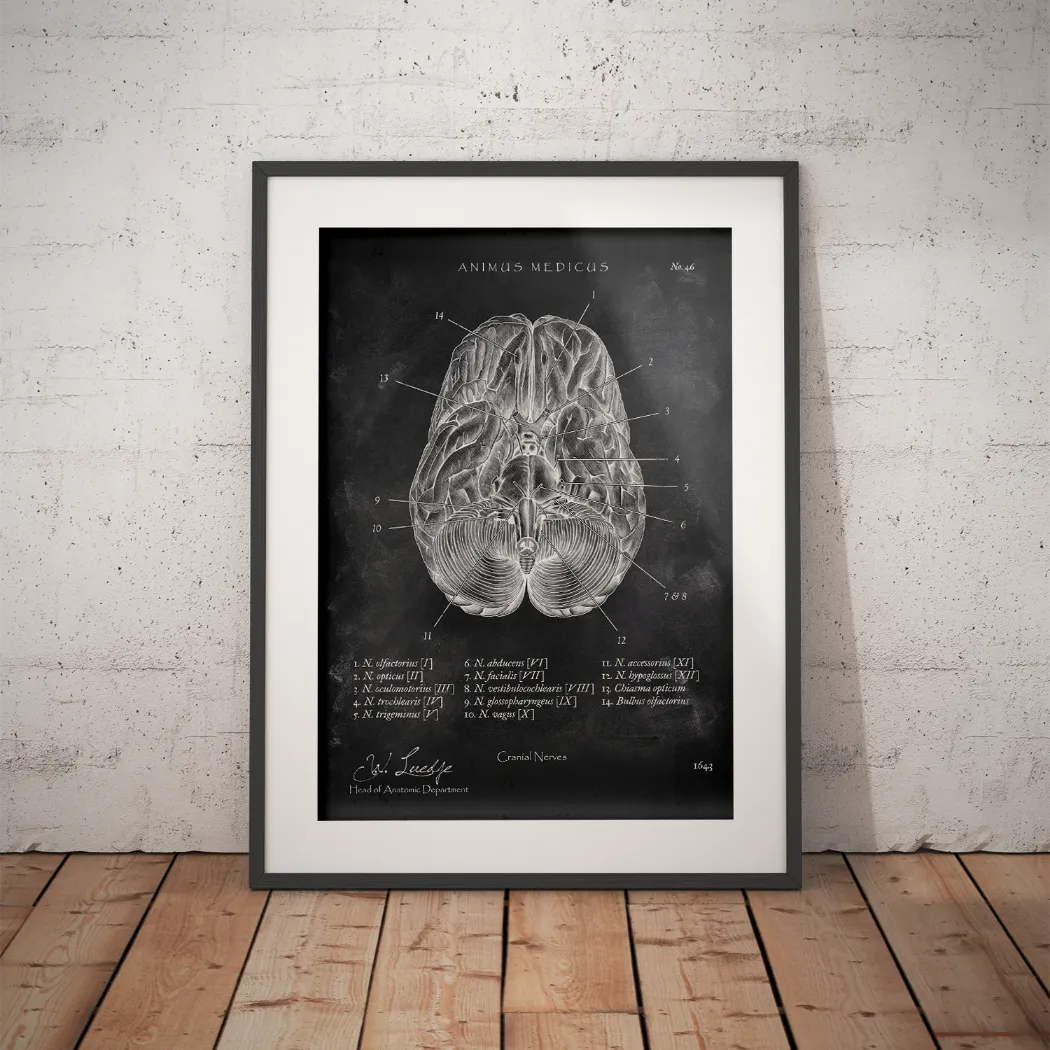 Die 12 Hirnnerven - Chalkboard - Animus Medicus GmbH