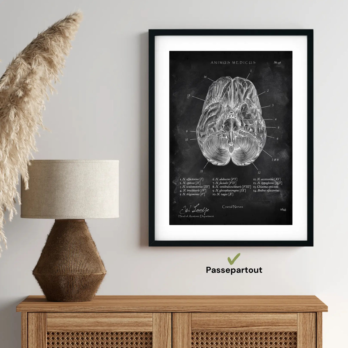 Die 12 Hirnnerven - Chalkboard - Animus Medicus GmbH