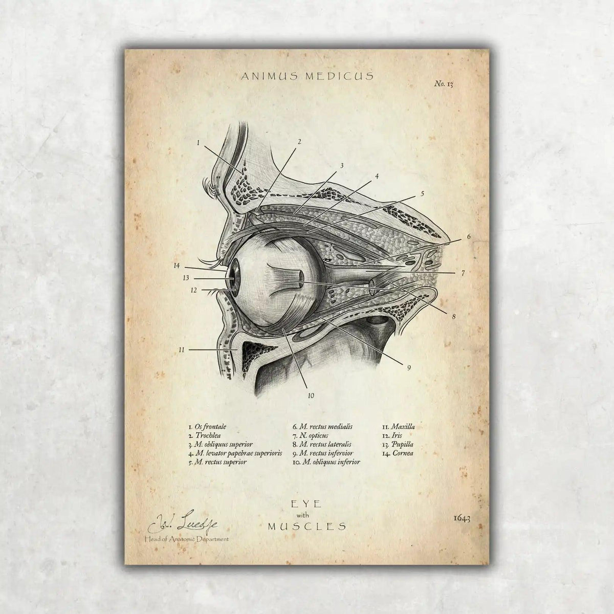 Die Augen Anatomie - Animus Medicus GmbH