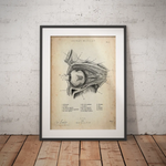 Die Augen Anatomie - Animus Medicus GmbH