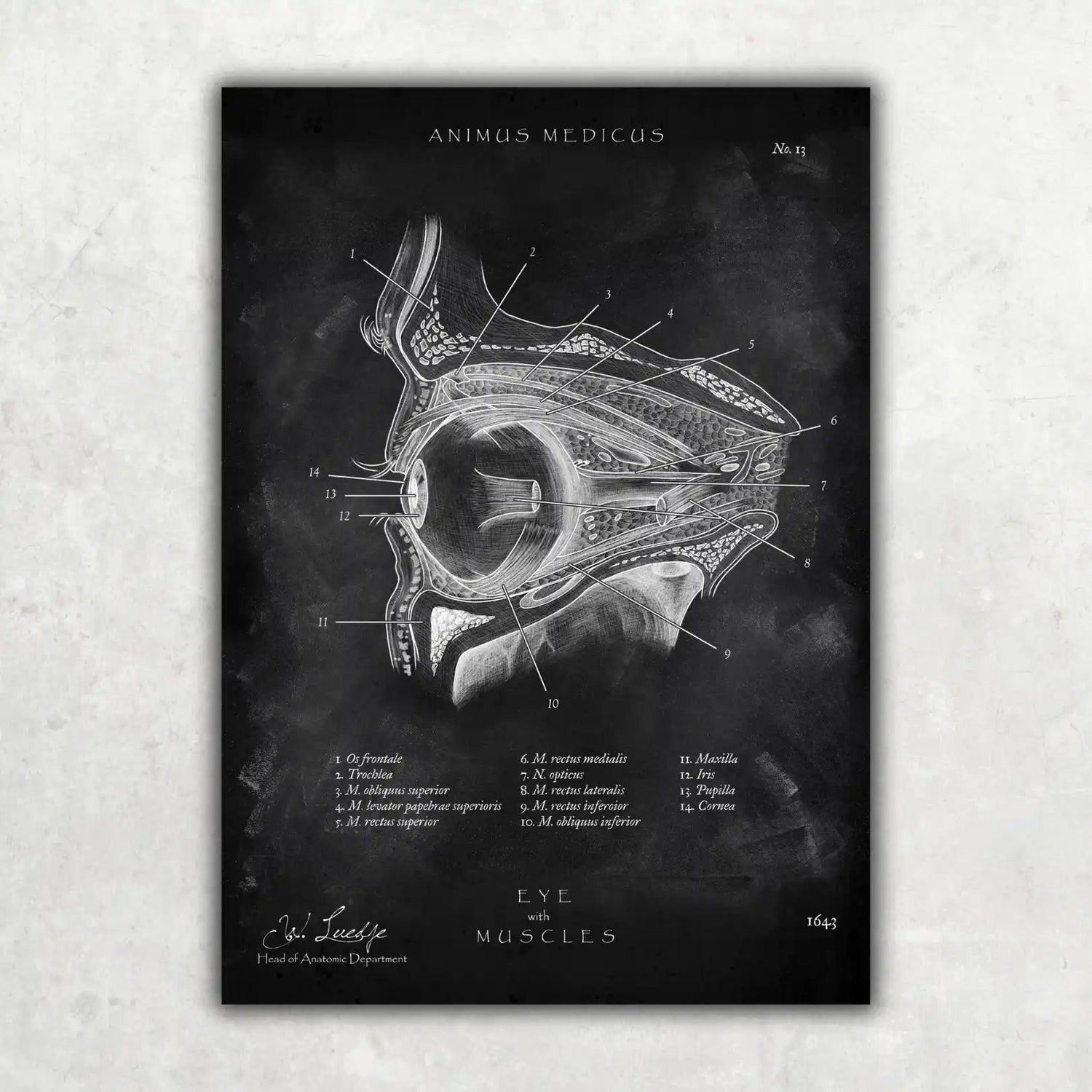 Die Augen Anatomie - Chalkboard - Animus Medicus GmbH