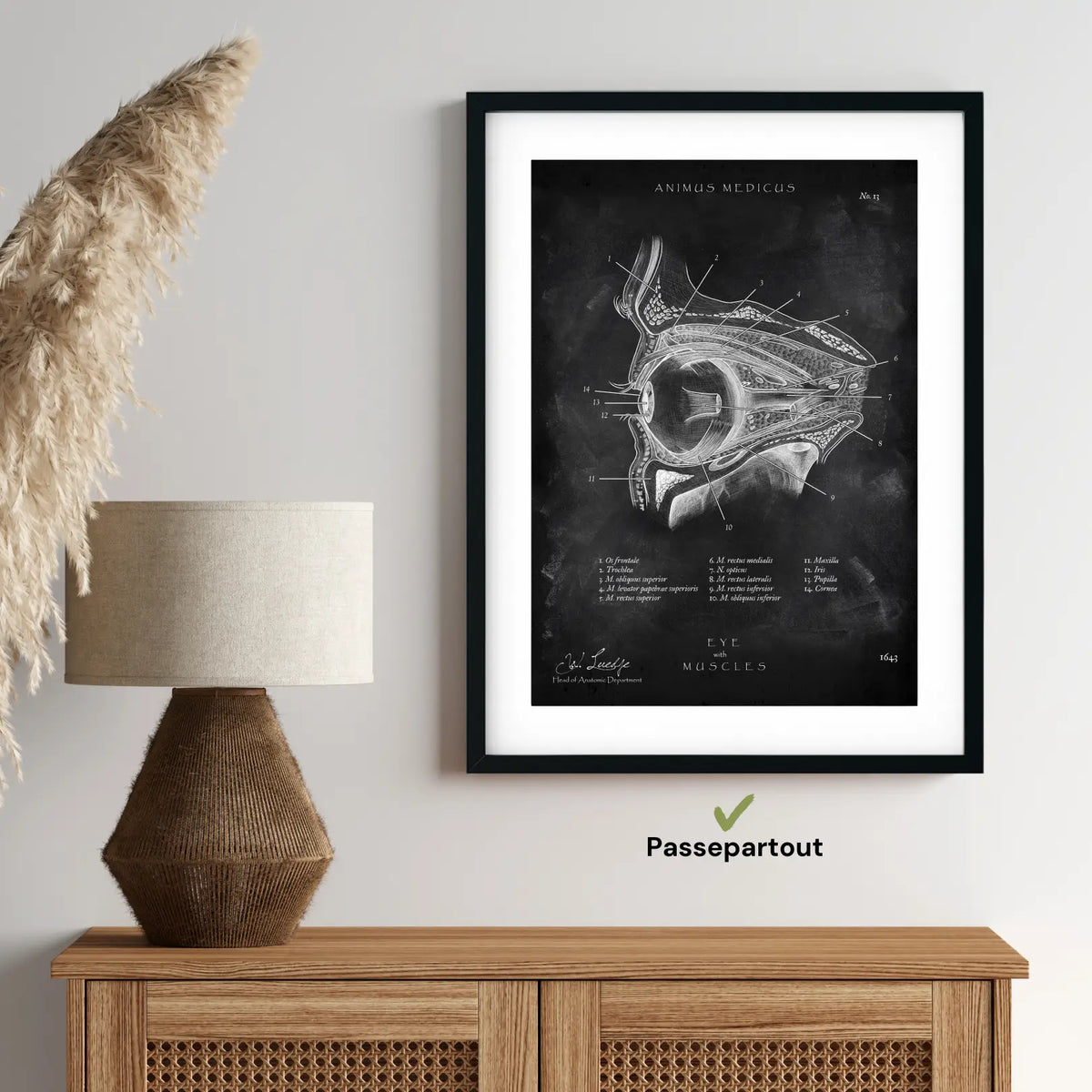 Die Augen Anatomie - Chalkboard - Animus Medicus GmbH