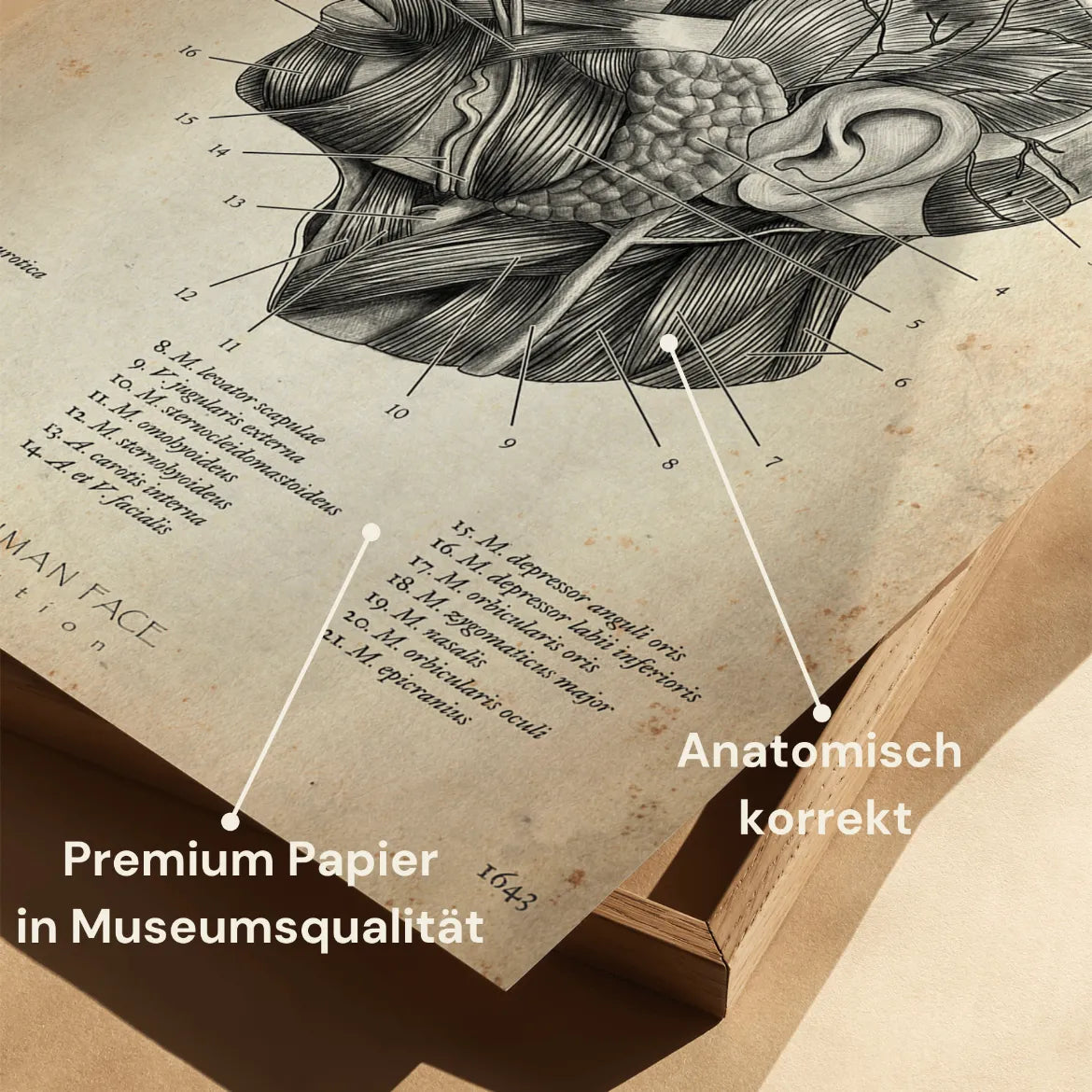 Die Gesicht Anatomie - Animus Medicus GmbH