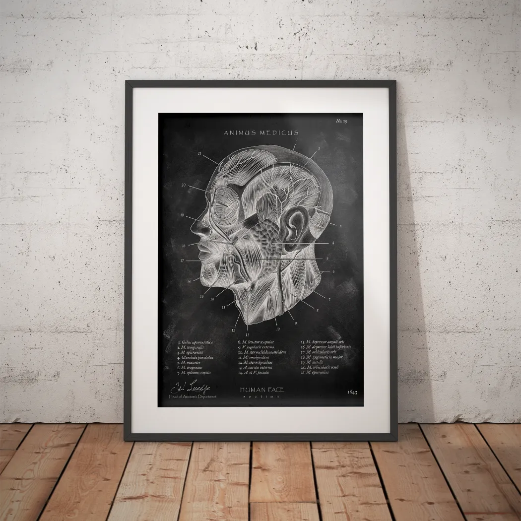 Die Gesicht Anatomie - Chalkboard - Animus Medicus GmbH