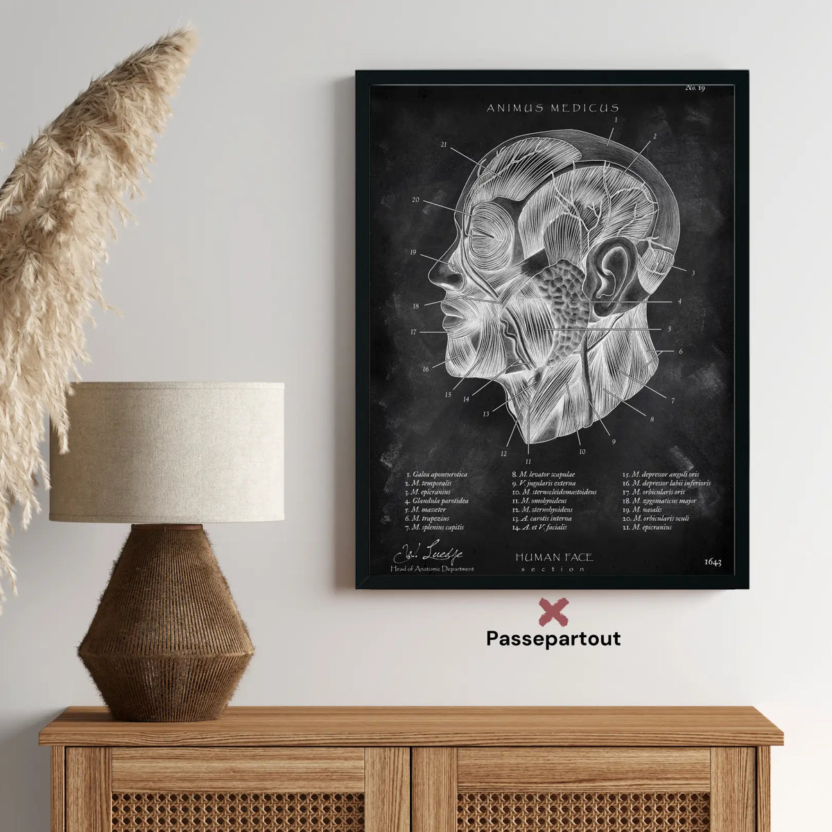 Die Gesicht Anatomie - Chalkboard - Animus Medicus GmbH