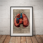 Die Lunge - Buchseite - Animus Medicus GmbH