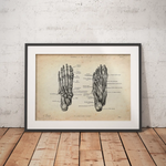 Fuß Anatomie | Knochen und Muskeln - Animus Medicus GmbH