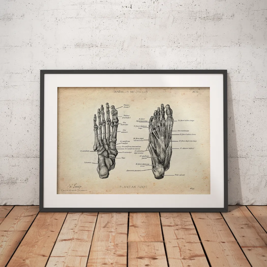 Fuß Anatomie | Knochen und Muskeln - Animus Medicus GmbH