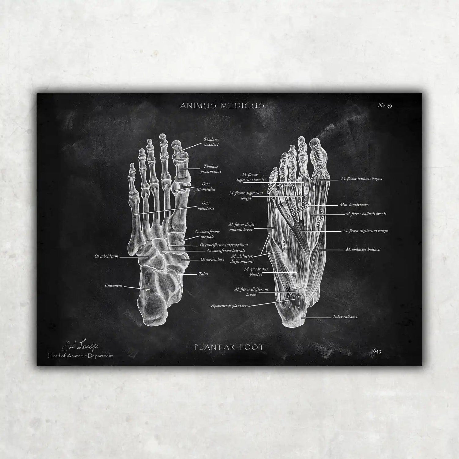 Fuß Anatomie | Knochen und Muskeln - Chalkboard - Animus Medicus GmbH
