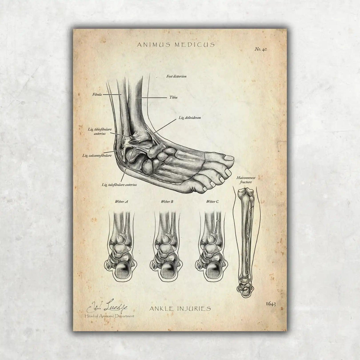 Fuß Anatomie Sammlung - Animus Medicus GmbH