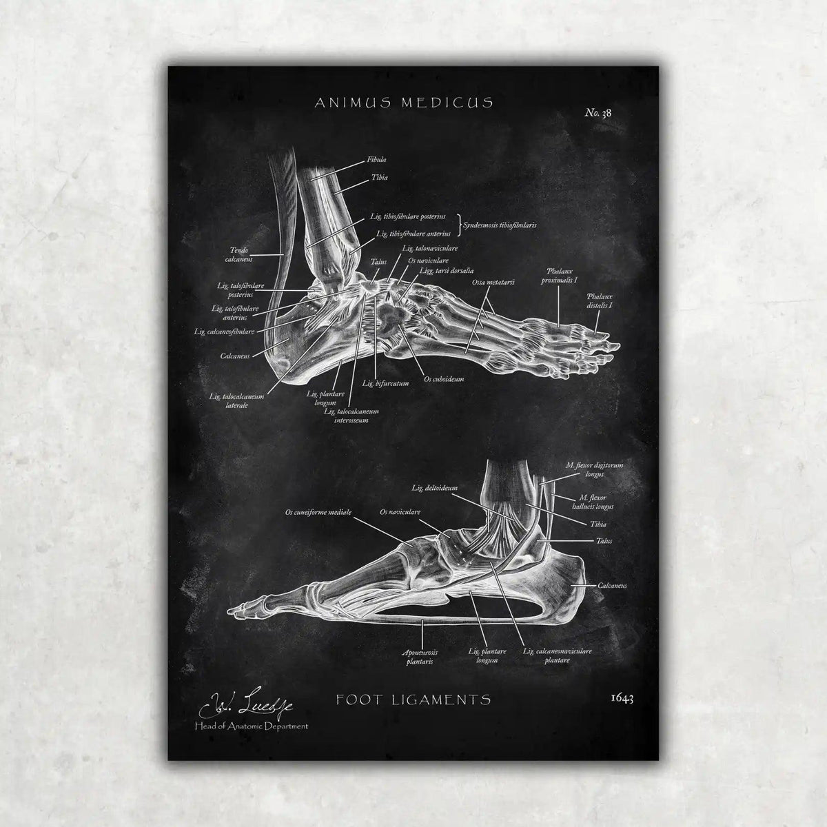 Fuß Anatomie Sammlung - Chalkboard - Animus Medicus GmbH
