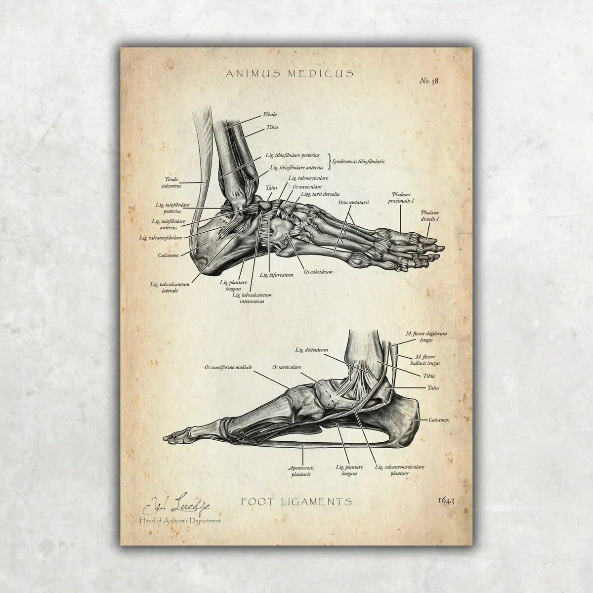 Fuß Bänder - Animus Medicus GmbH