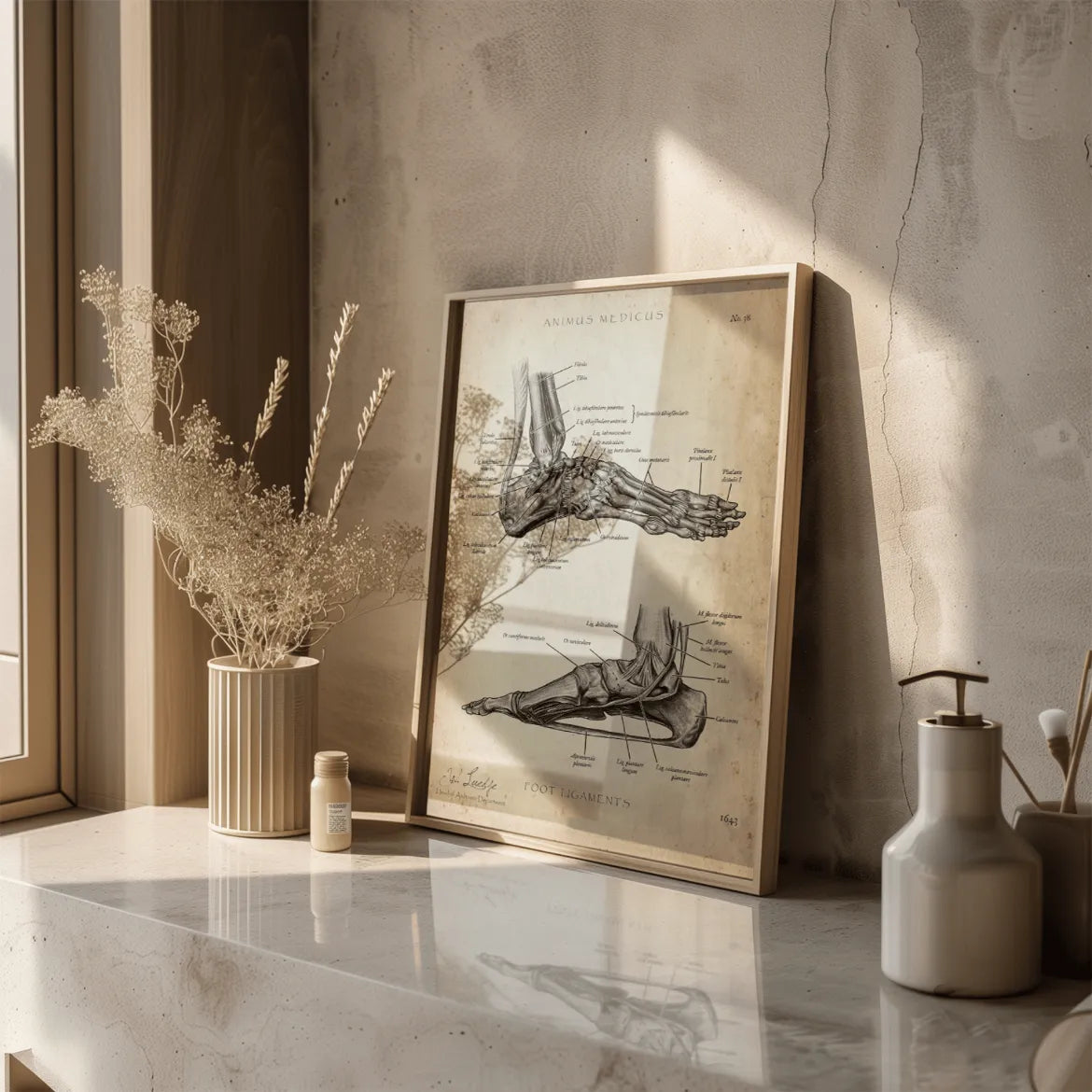 Fuß Bänder - Animus Medicus GmbH