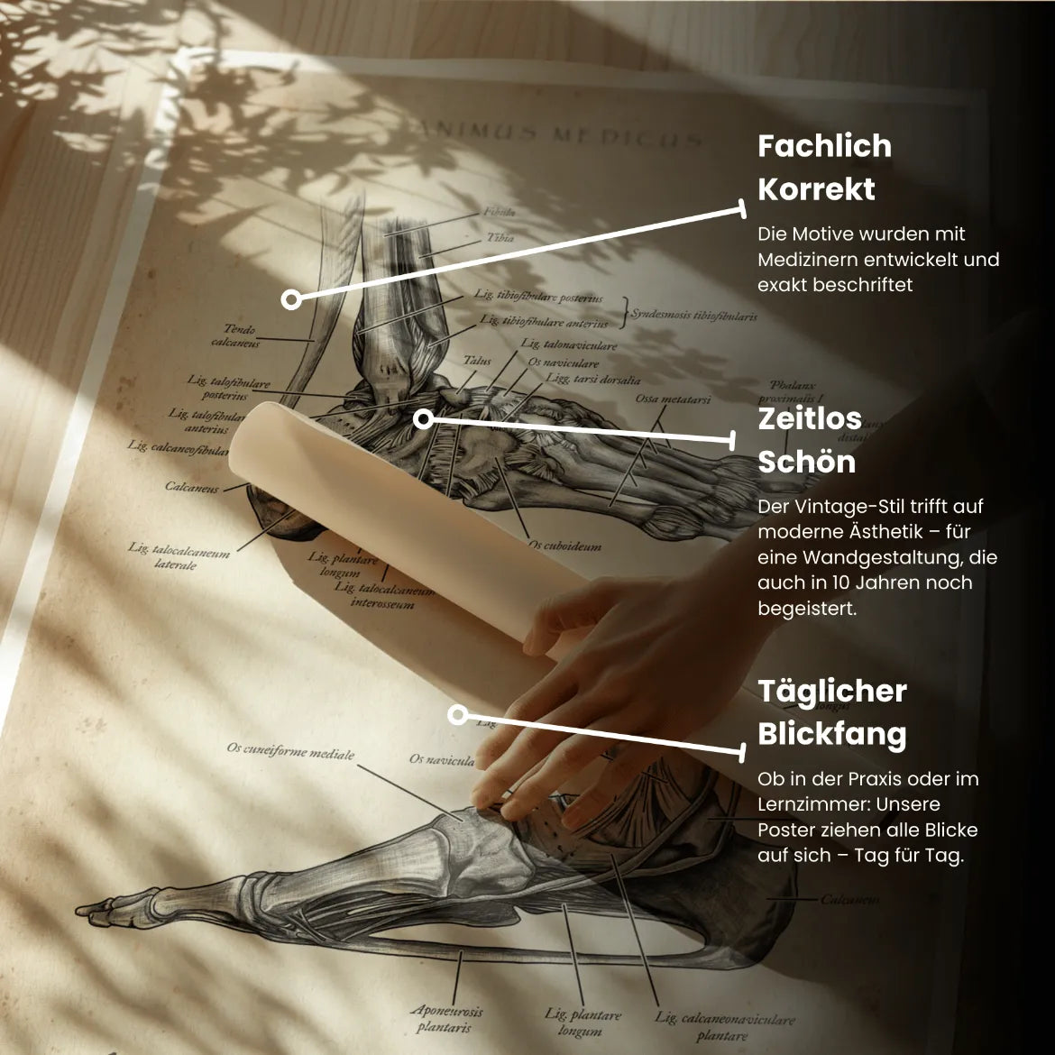 Fuß Bänder - Animus Medicus GmbH