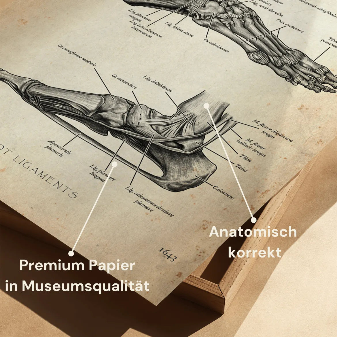 Fuß Bänder - Animus Medicus GmbH