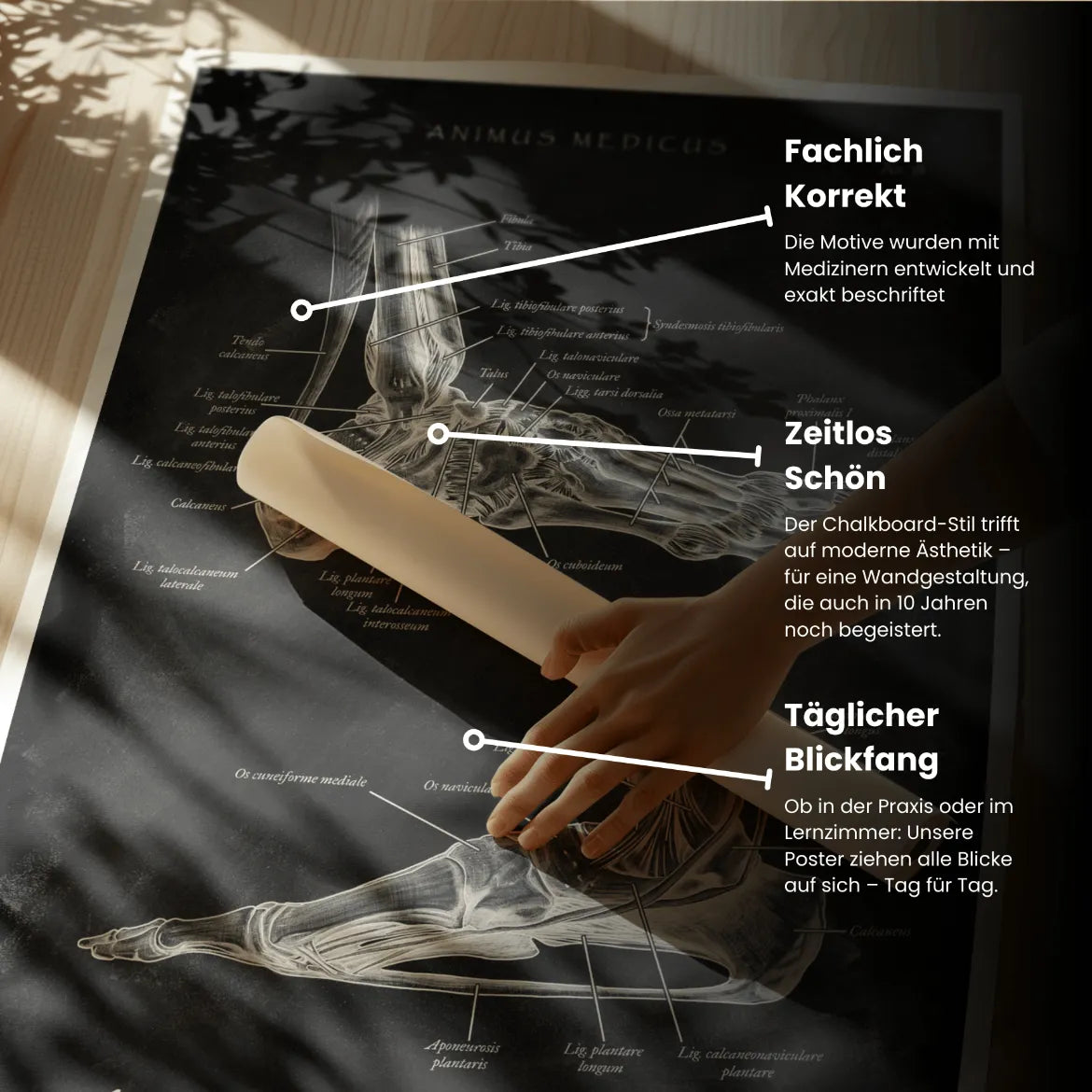 Fuß Bänder - Chalkboard - Animus Medicus GmbH