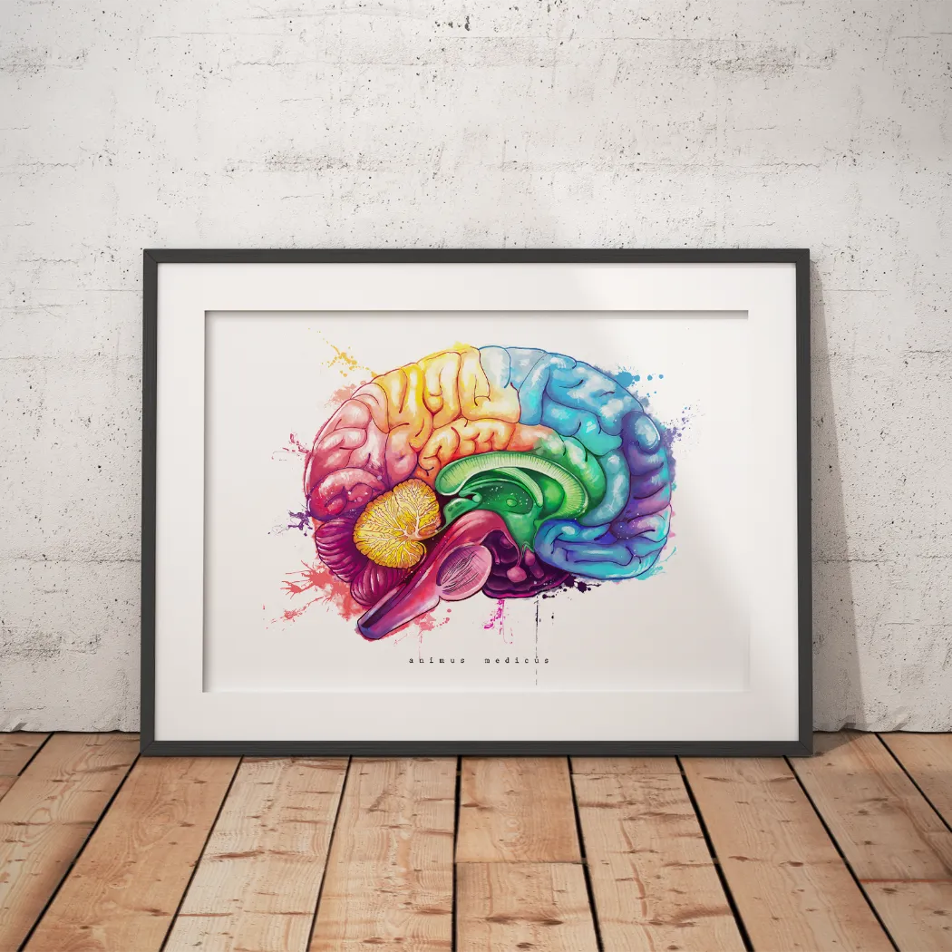 Gehirn Anatomie - Rainbow - Animus Medicus GmbH