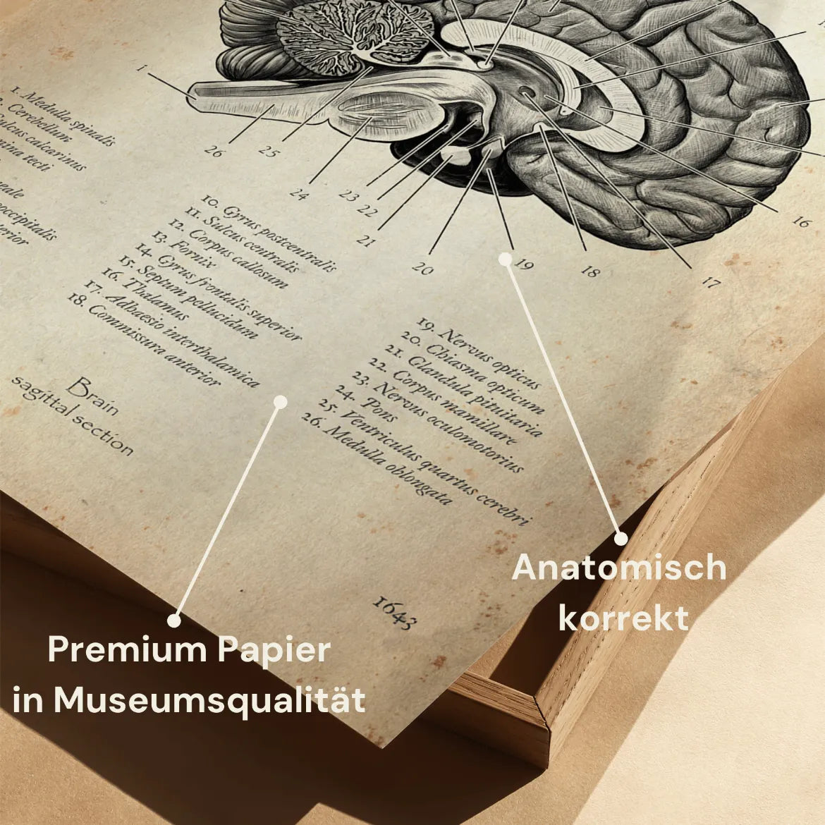 Gehirn im Sagittalschnitt - Animus Medicus GmbH