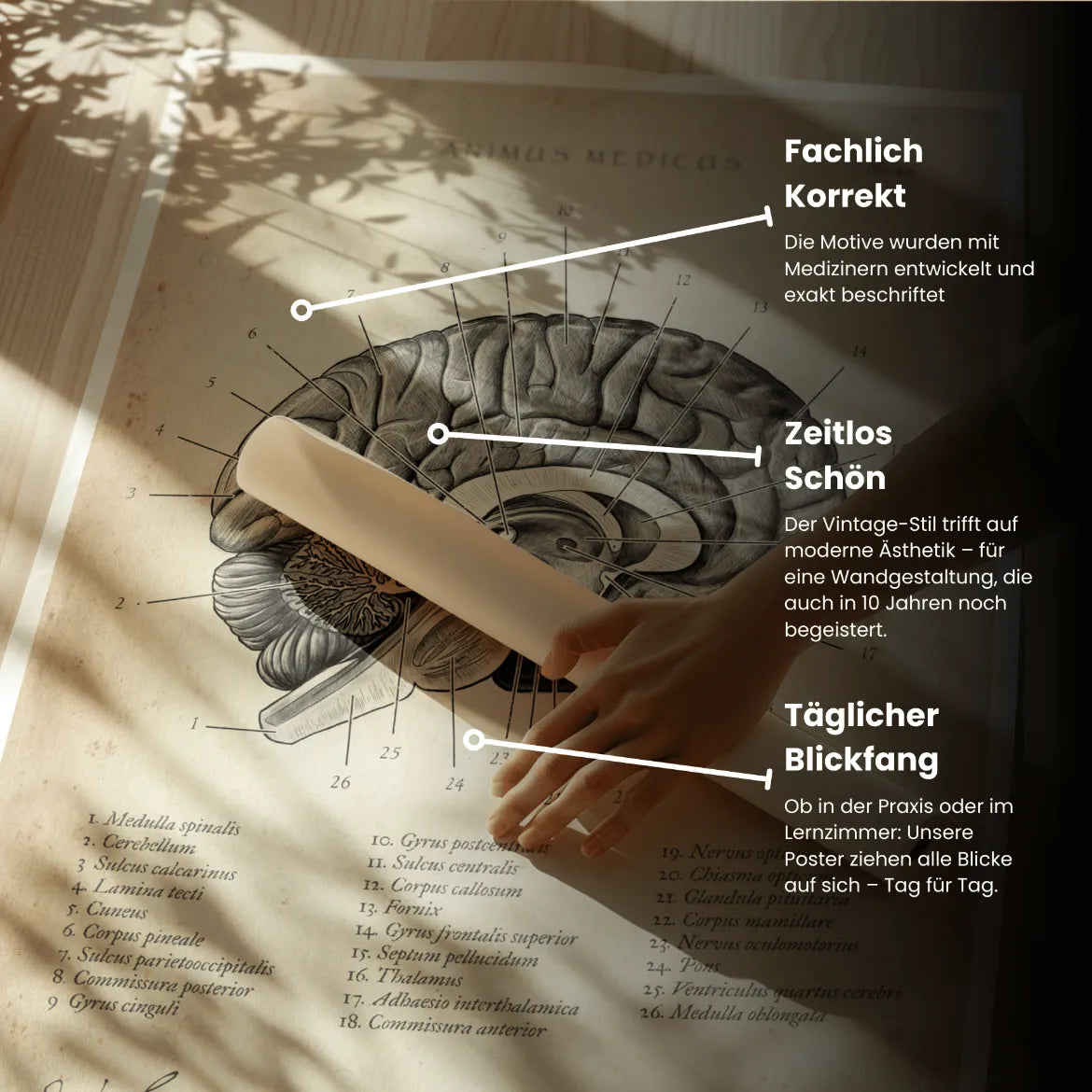 Gehirn im Sagittalschnitt - Animus Medicus GmbH