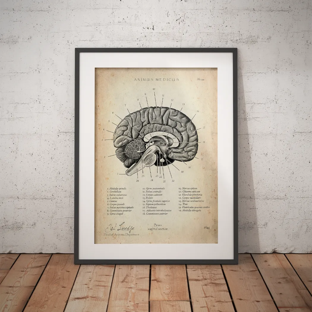 Gehirn im Sagittalschnitt - Animus Medicus GmbH