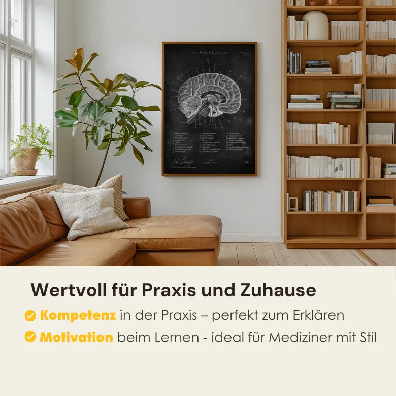 Gehirn im Sagittalschnitt - Chalkboard - Animus Medicus GmbH