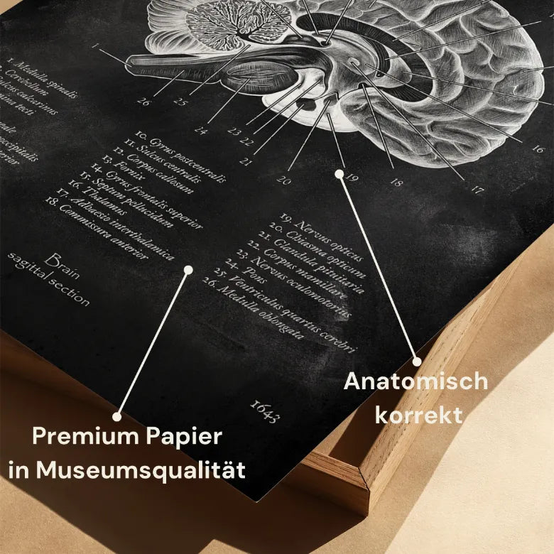 Gehirn im Sagittalschnitt - Chalkboard - Animus Medicus GmbH