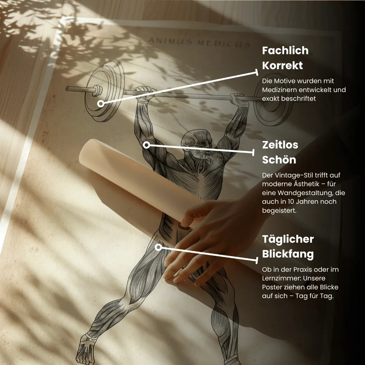 Gewichtheben Anatomie Poster - Animus Medicus GmbH