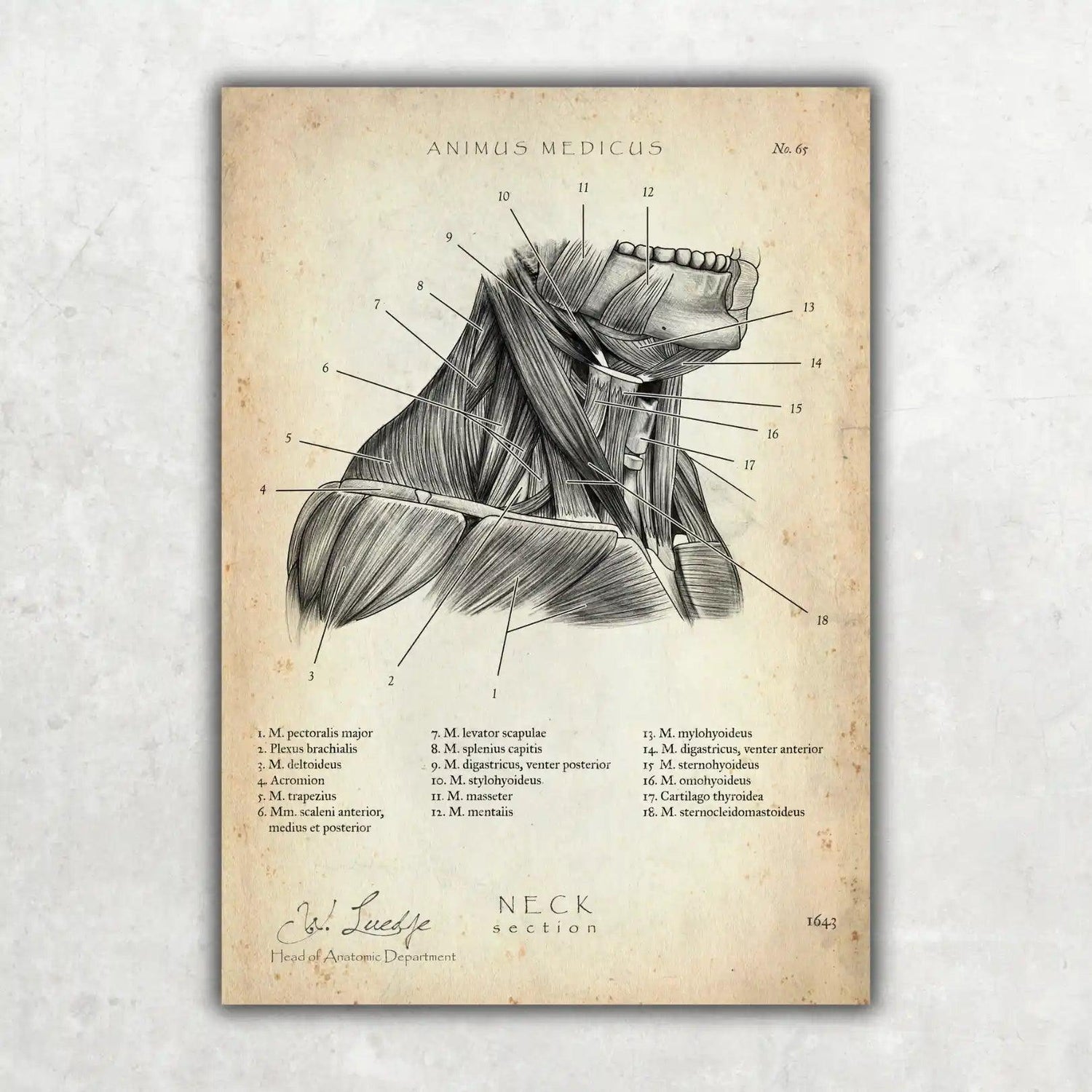 Halsmuskeln im Schnitt - Animus Medicus GmbH