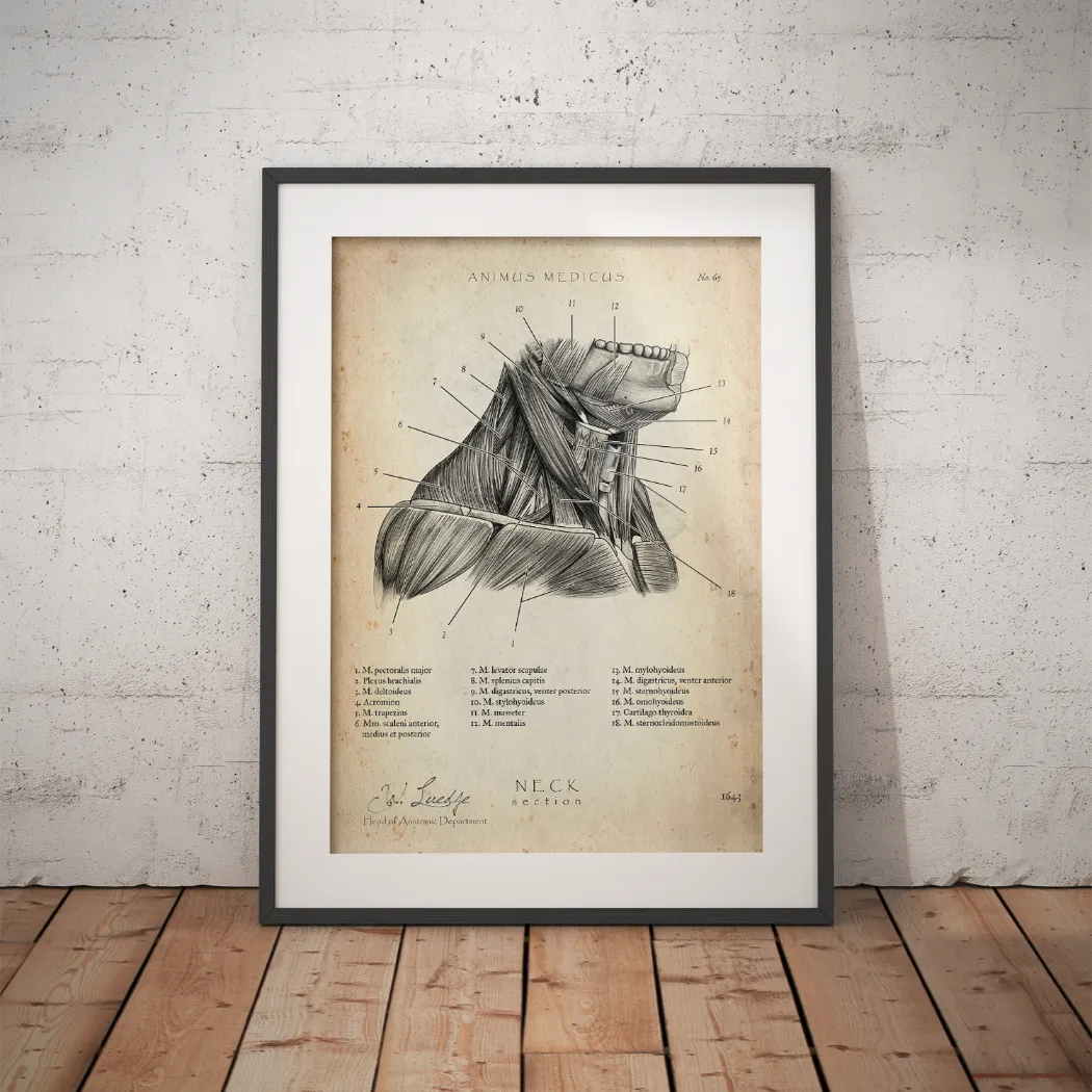 Halsmuskeln im Schnitt - Animus Medicus GmbH