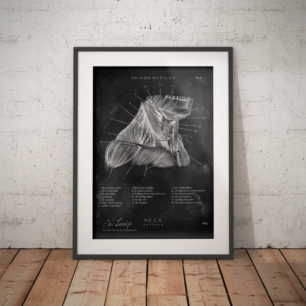Halsmuskeln im Schnitt - Chalkboard - Animus Medicus GmbH