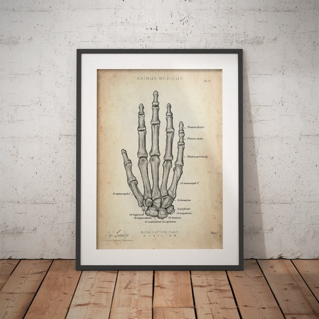 Handknochen Anatomie - Animus Medicus GmbH