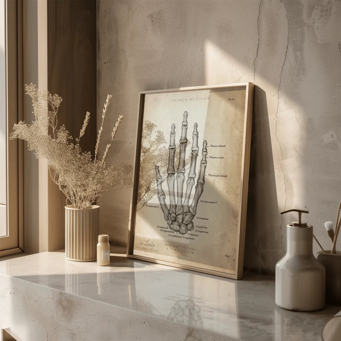 Handknochen Anatomie - Animus Medicus GmbH