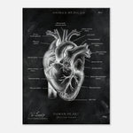 Herz Anatomie Chalkboard - Leinwand - Animus Medicus GmbH