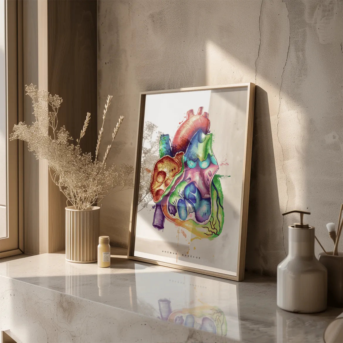 Herz im Schnitt Anatomie - Rainbow - Animus Medicus GmbH