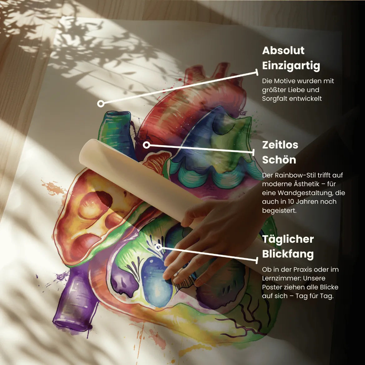 Herz im Schnitt Anatomie - Rainbow - Animus Medicus GmbH