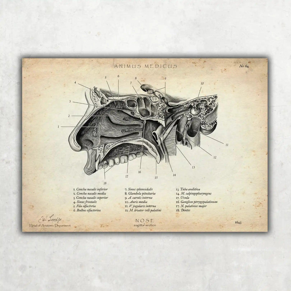 HNO Sammlung - Animus Medicus GmbH