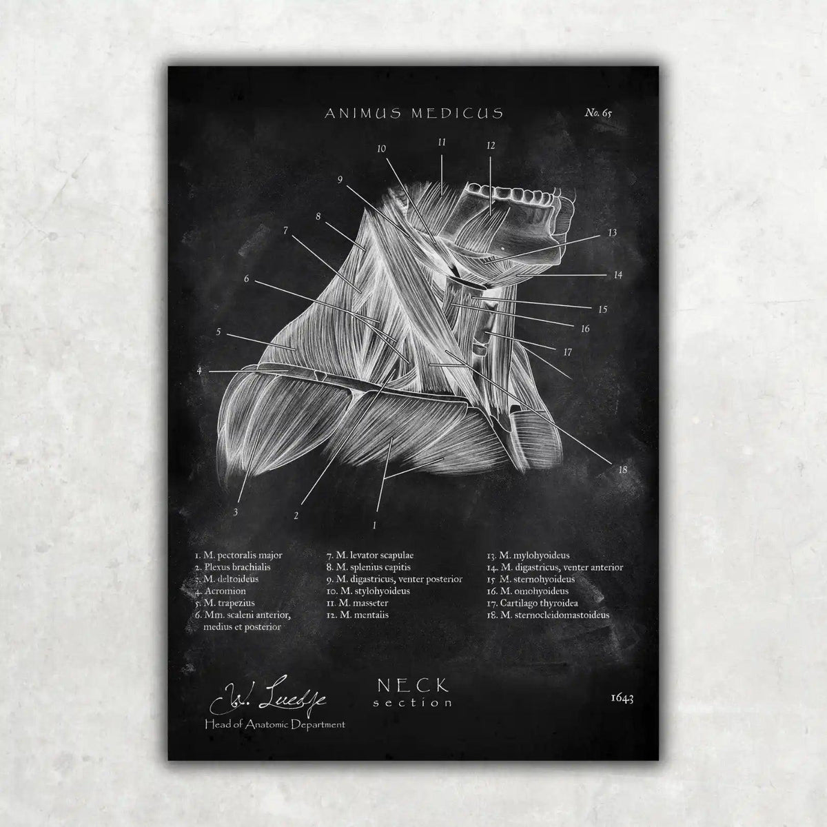 HNO Sammlung - Chalkboard - Animus Medicus GmbH