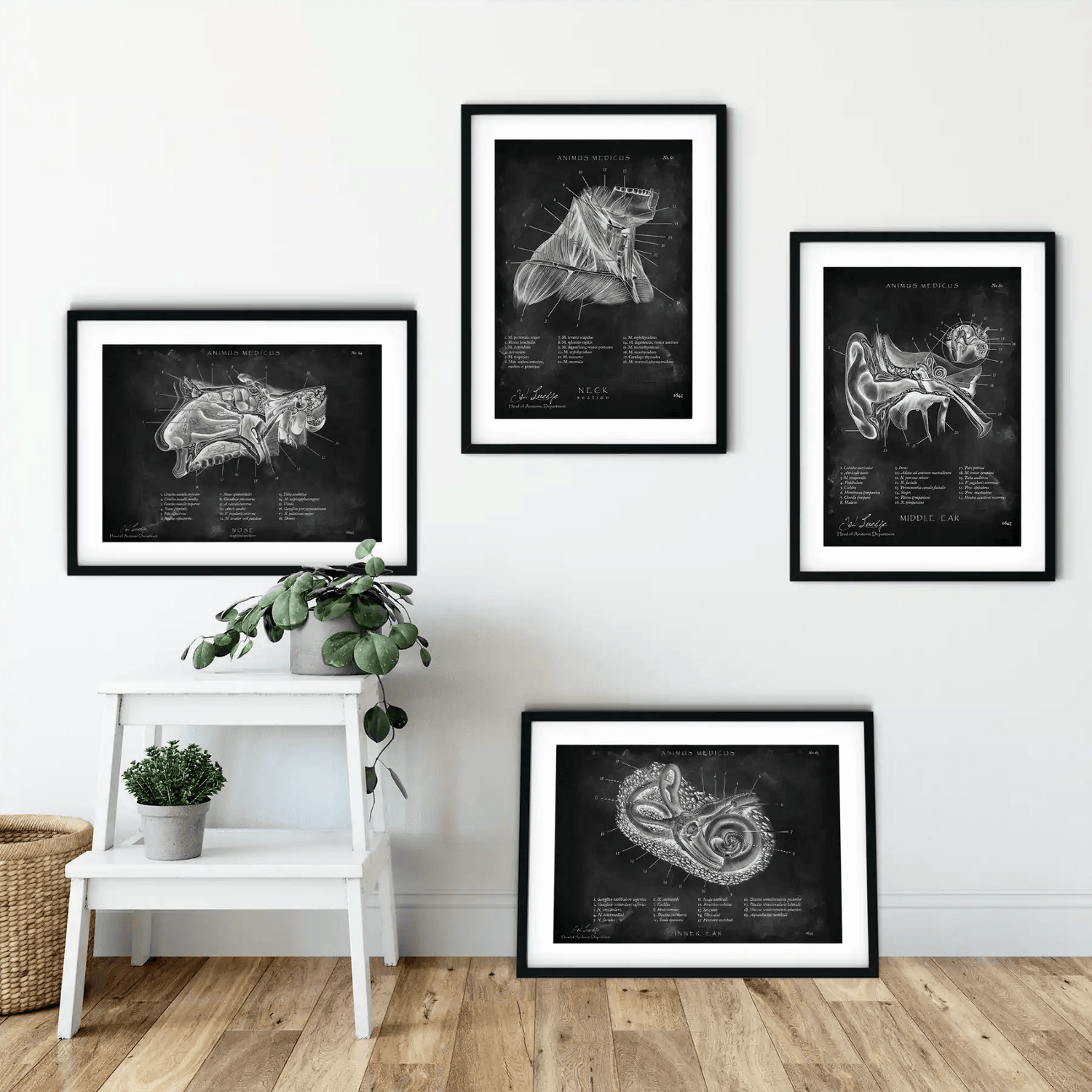 HNO Sammlung - Chalkboard - Animus Medicus GmbH