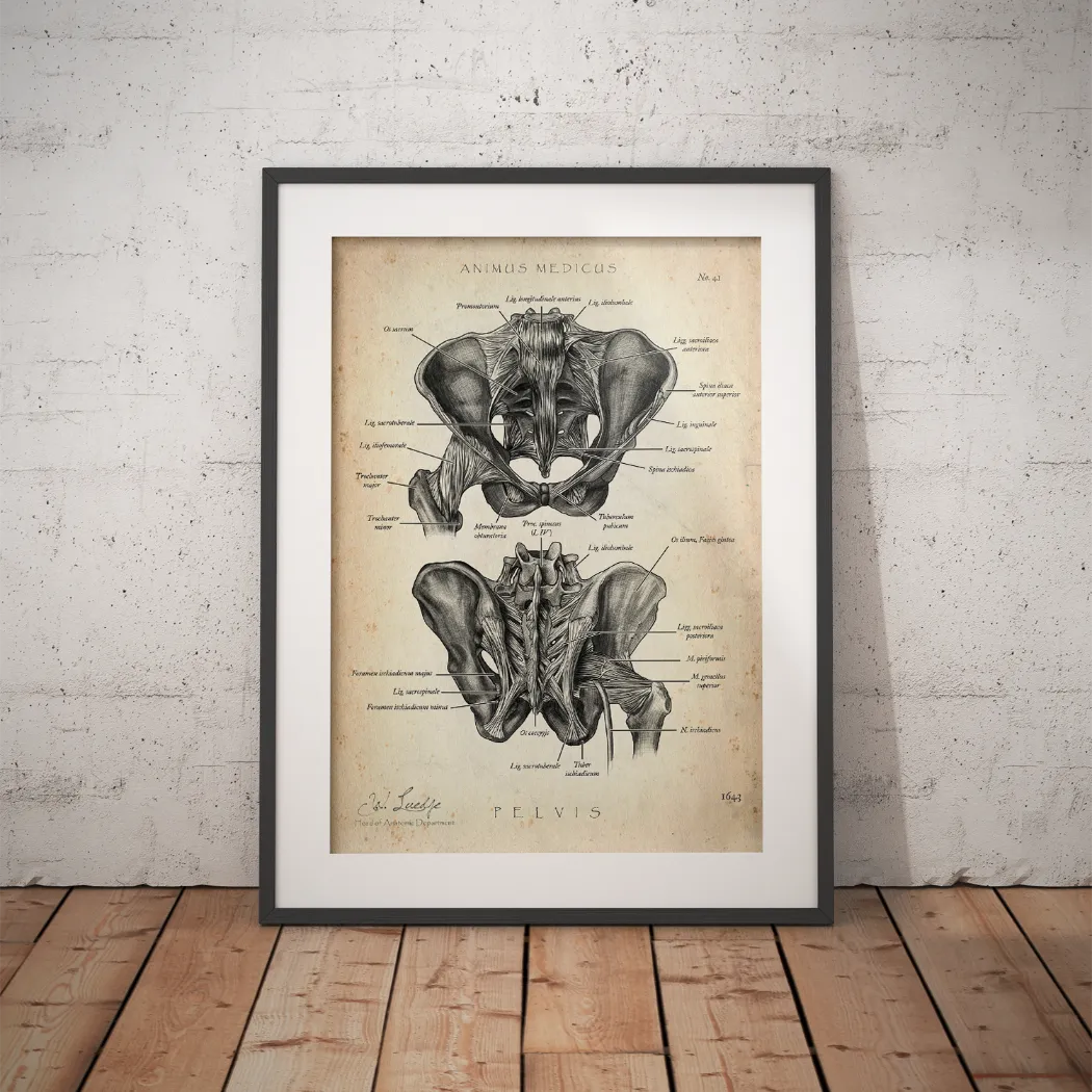 Hüftgelenk Anatomie - Animus Medicus GmbH