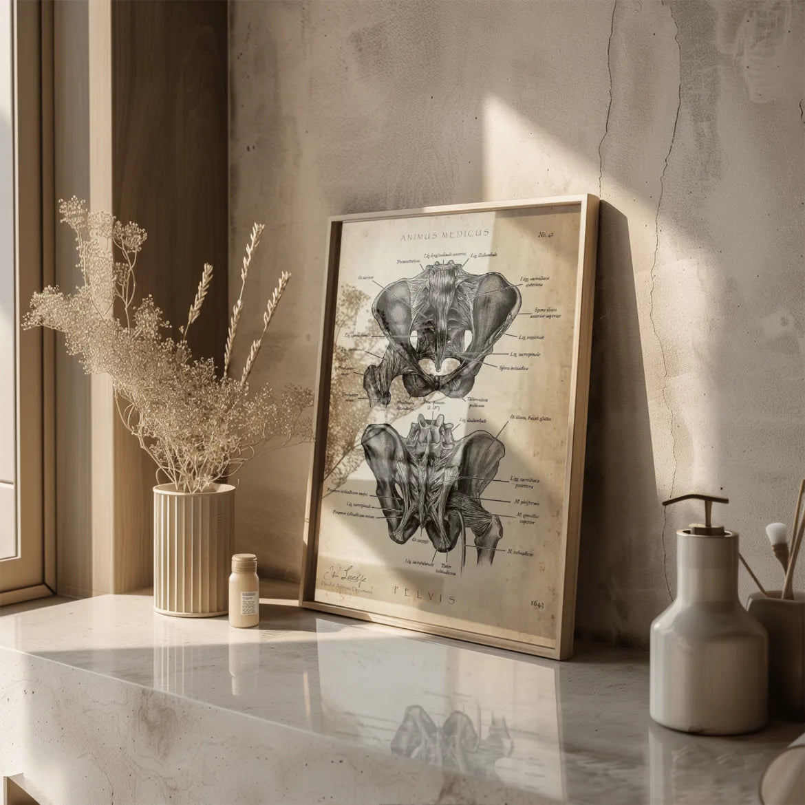 Hüftgelenk Anatomie - Animus Medicus GmbH