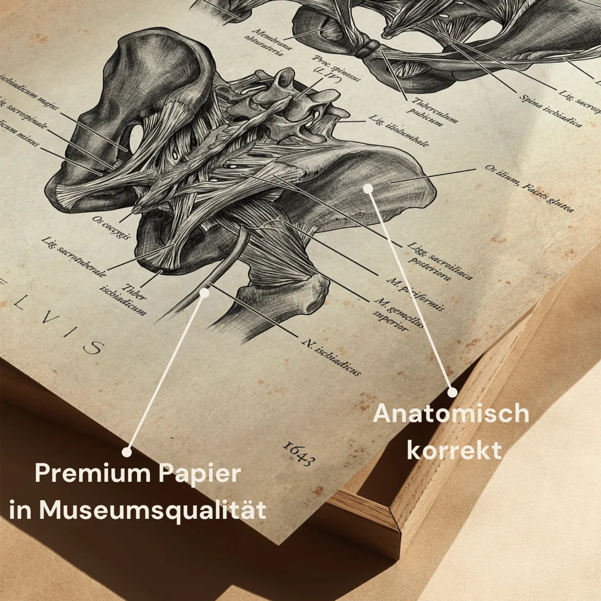 Hüftgelenk Anatomie - Animus Medicus GmbH
