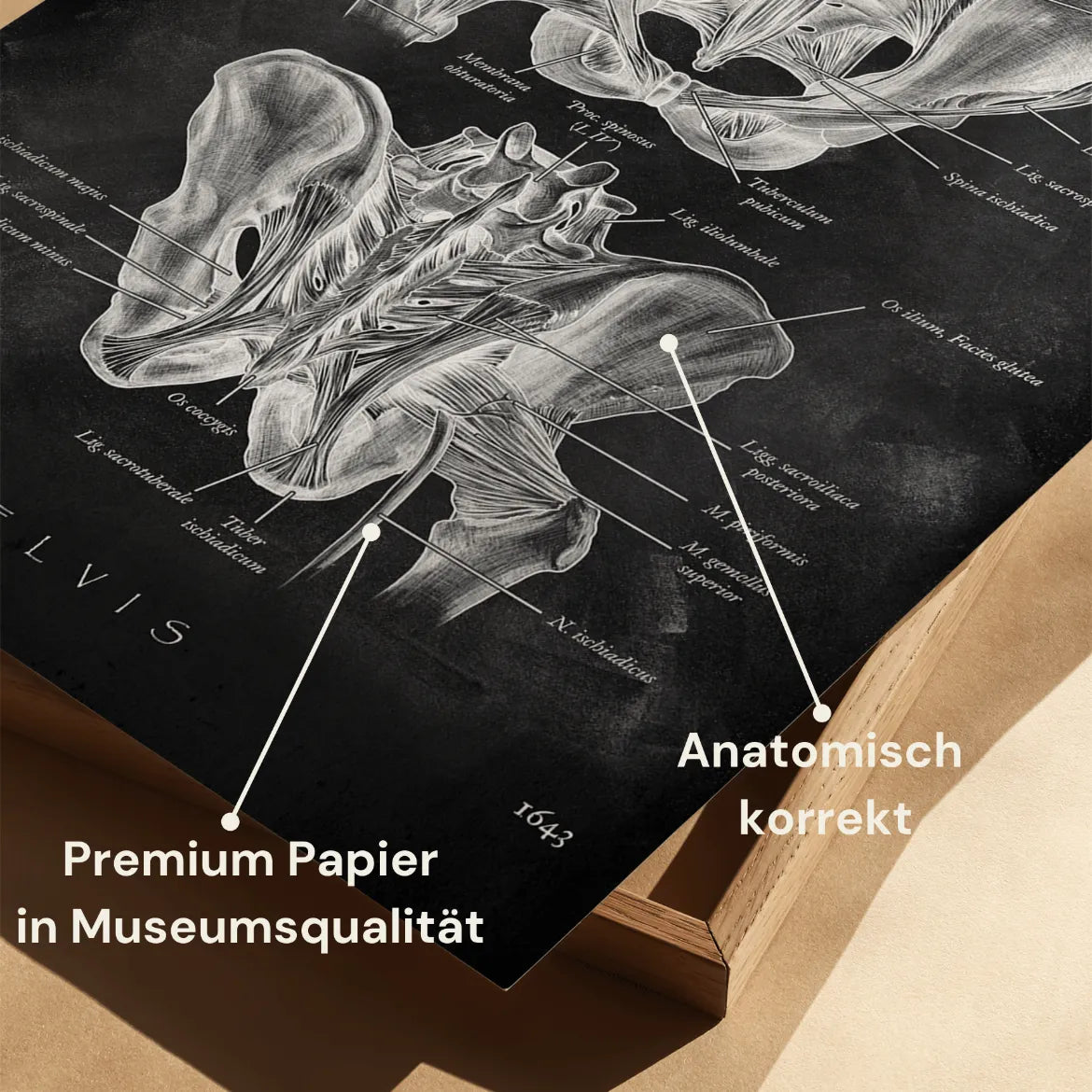 Hüftgelenk Anatomie - Chalkboard - Animus Medicus GmbH