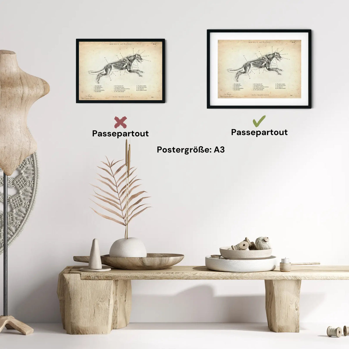 Hunde Muskulatur - Animus Medicus GmbH