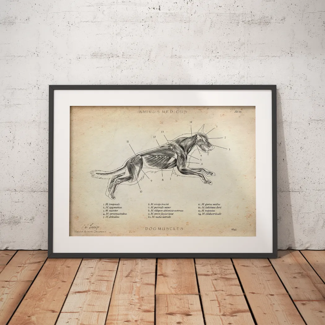 Hunde Muskulatur - Animus Medicus GmbH