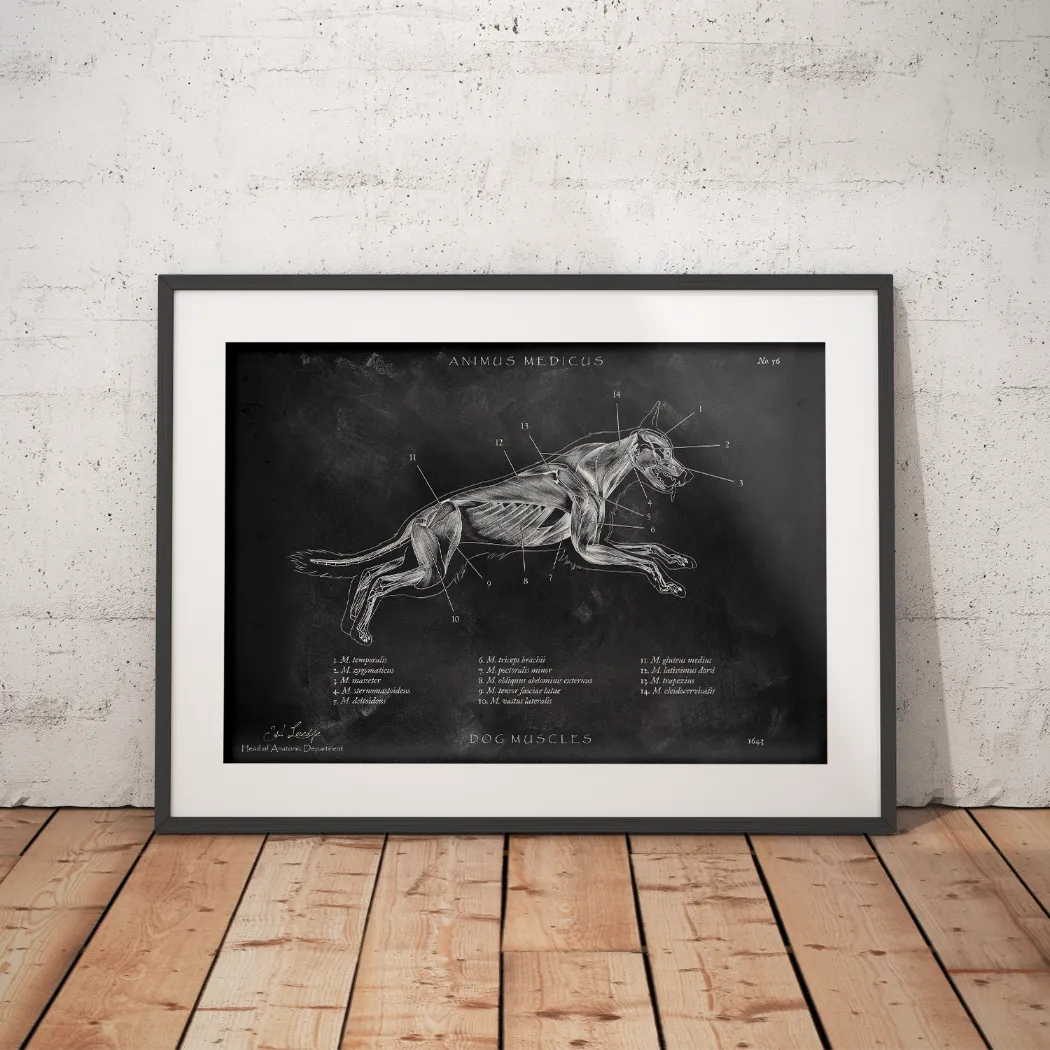 Hunde Muskulatur - Chalkboard - Animus Medicus GmbH