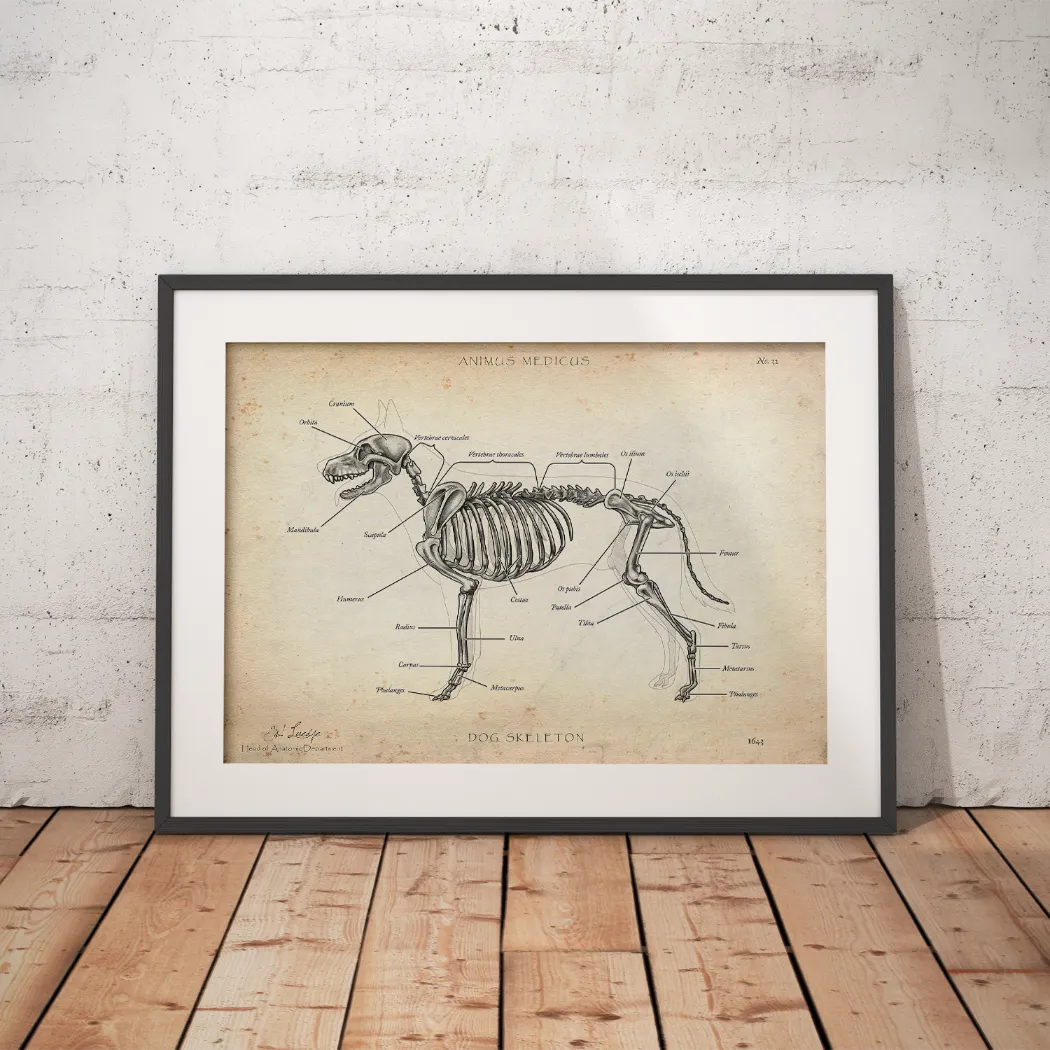 Hunde Skelett - Animus Medicus GmbH