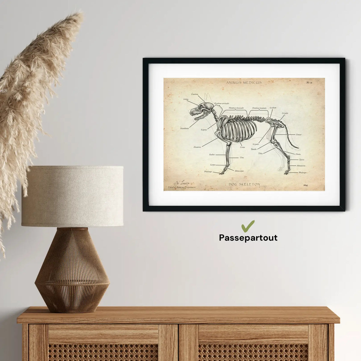 Hunde Skelett - Animus Medicus GmbH