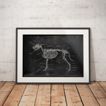 Hunde Skelett - Chalkboard - Animus Medicus GmbH